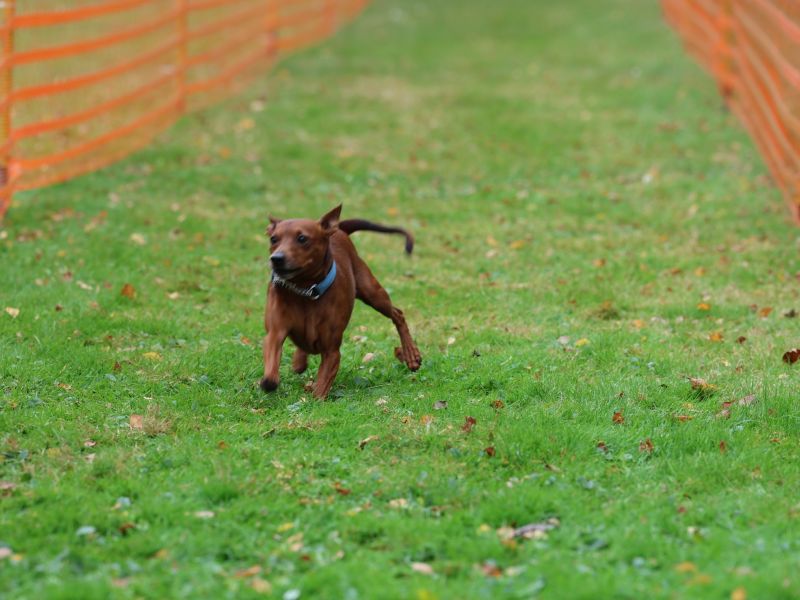 hunderennen 20 10 24