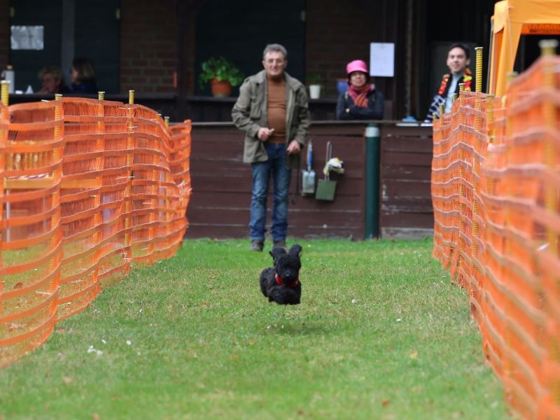hunderennen 20 10 24x
