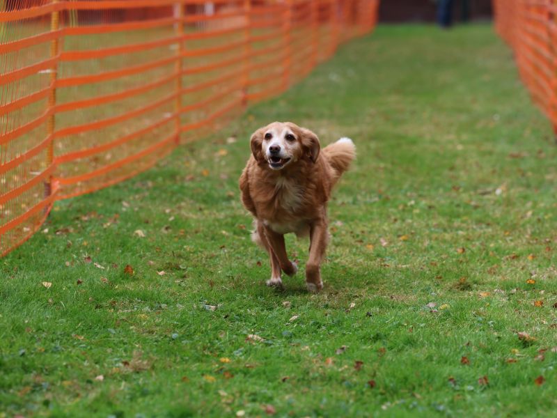 hunderennen 20 10 24