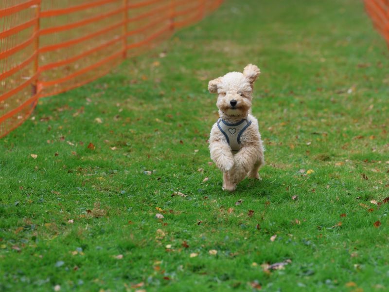 hunderennen 20 10 24