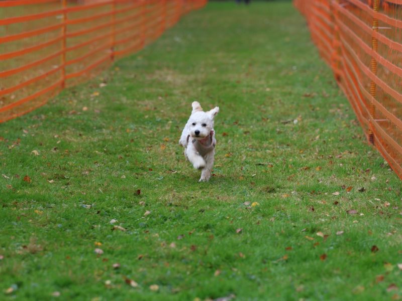 hunderennen 20 10 24