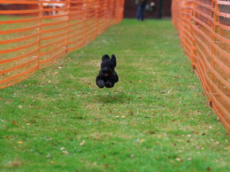 hunderennen 20 10 24