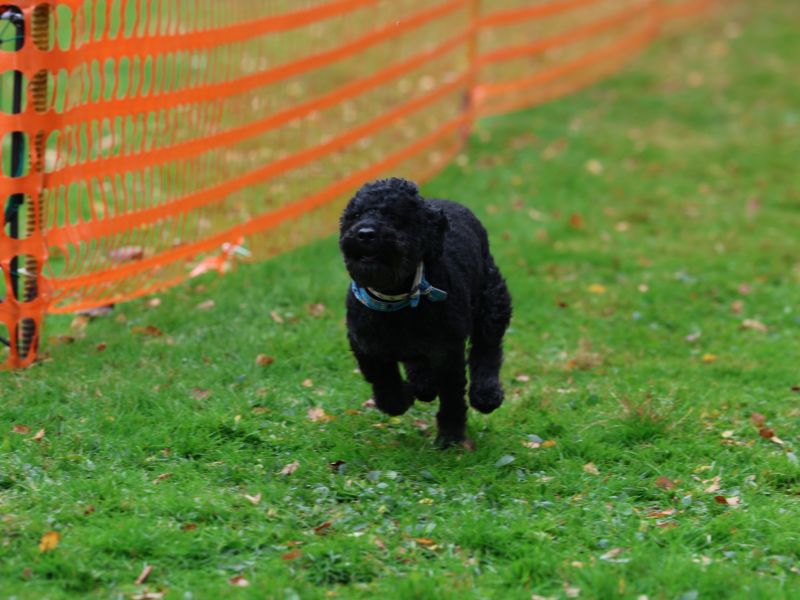 hunderennen 20 10 24