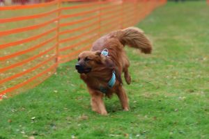 hunderennen 20 10 24