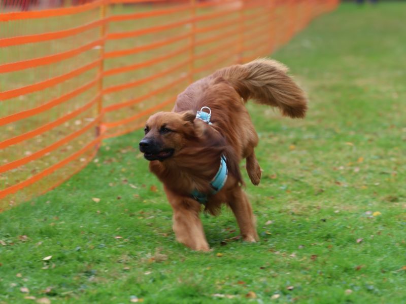 hunderennen 20 10 24