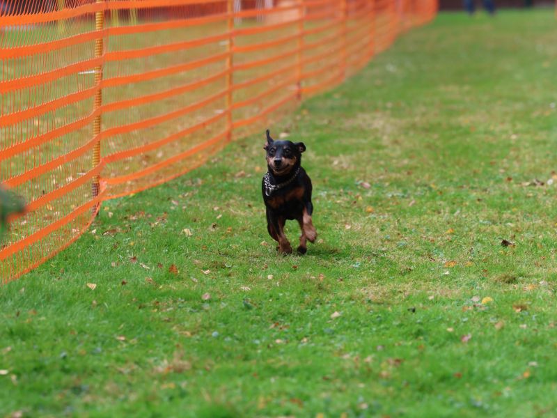 hunderennen 20 10 24