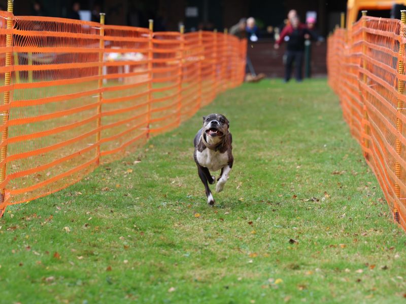 hunderennen 20 10 24