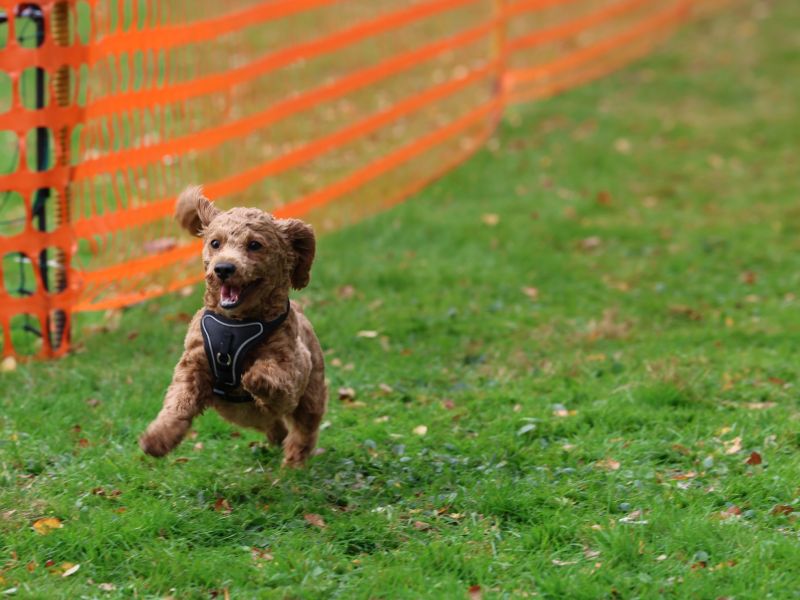 hunderennen 20 10 24