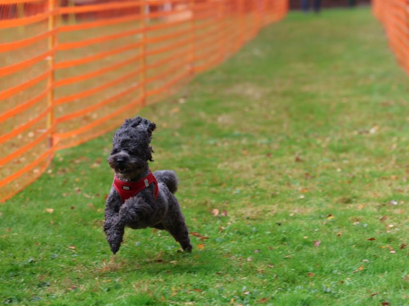 hunderennen 20 10 24