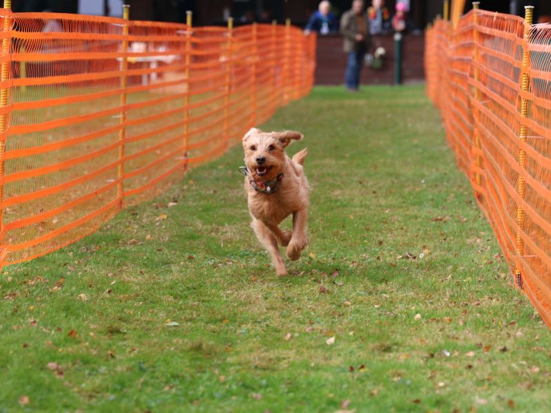 hunderennen 20 10 24