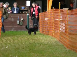 hunderennen 20 10 24