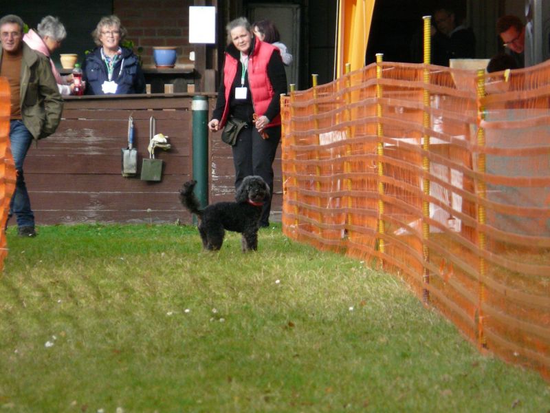 hunderennen 20 10 24