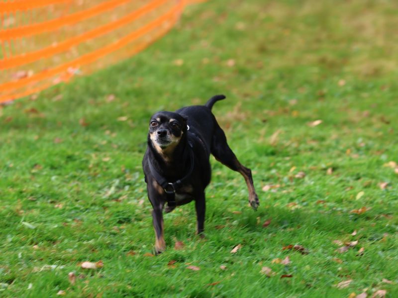 hunderennen 20 10 24
