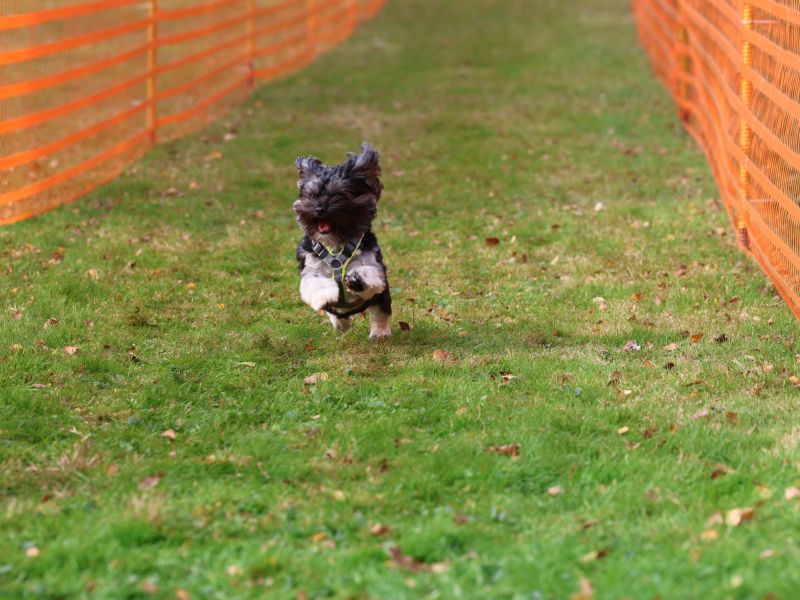 hunderennen 20 10 24