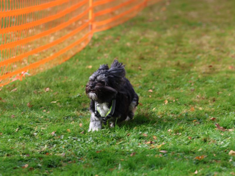 hunderennen 20 10 24