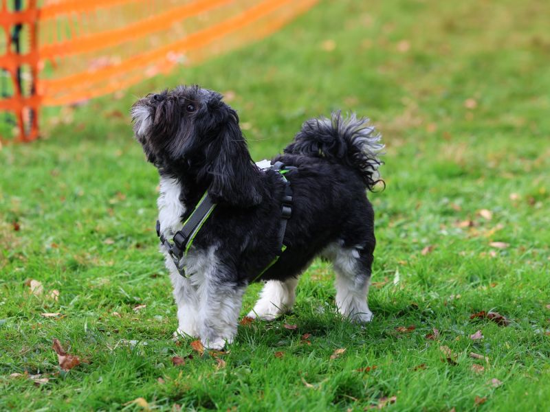 hunderennen 20 10 24