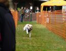 hunderennen 20 10 24