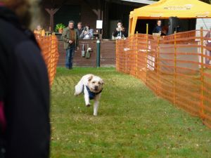 hunderennen 20 10 24