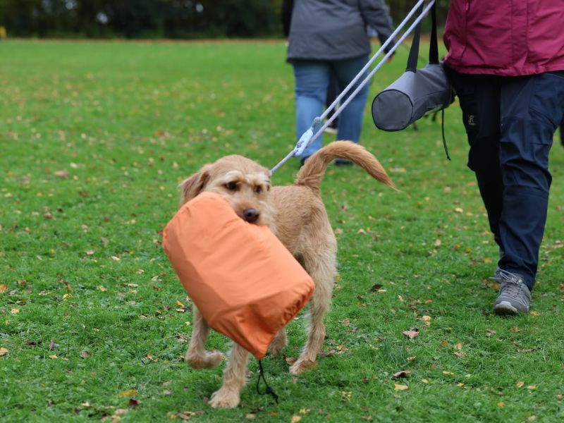 hunderennen 20 10 24