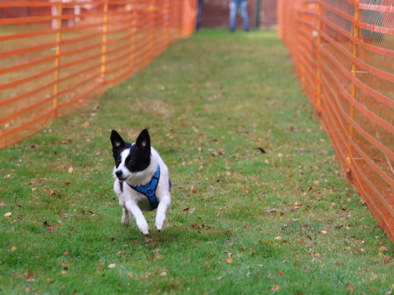 hunderennen 20 10 24