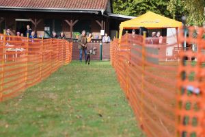 hunderennen 20 10 24