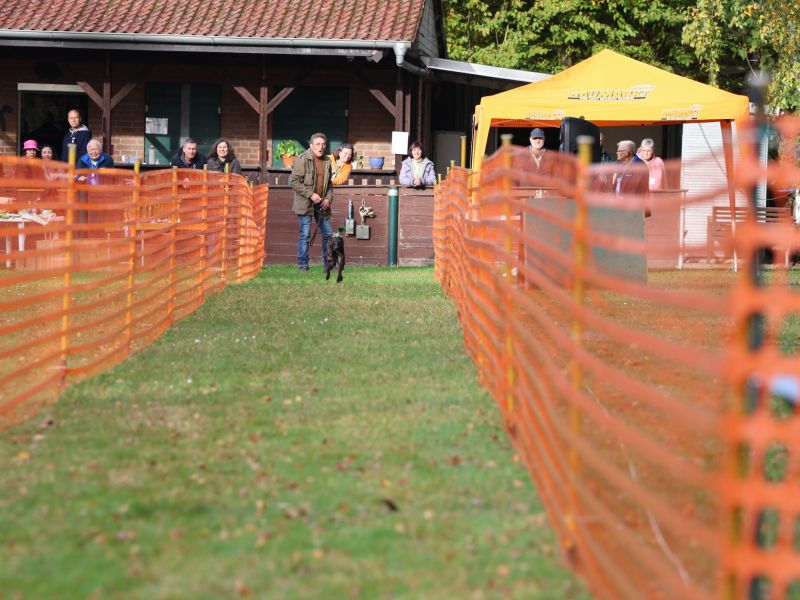 hunderennen 20 10 24