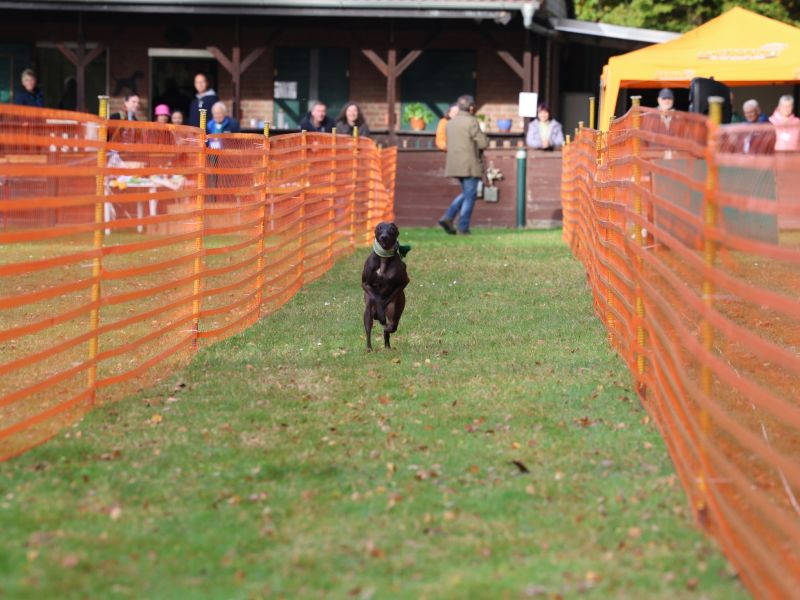 hunderennen 20 10 24