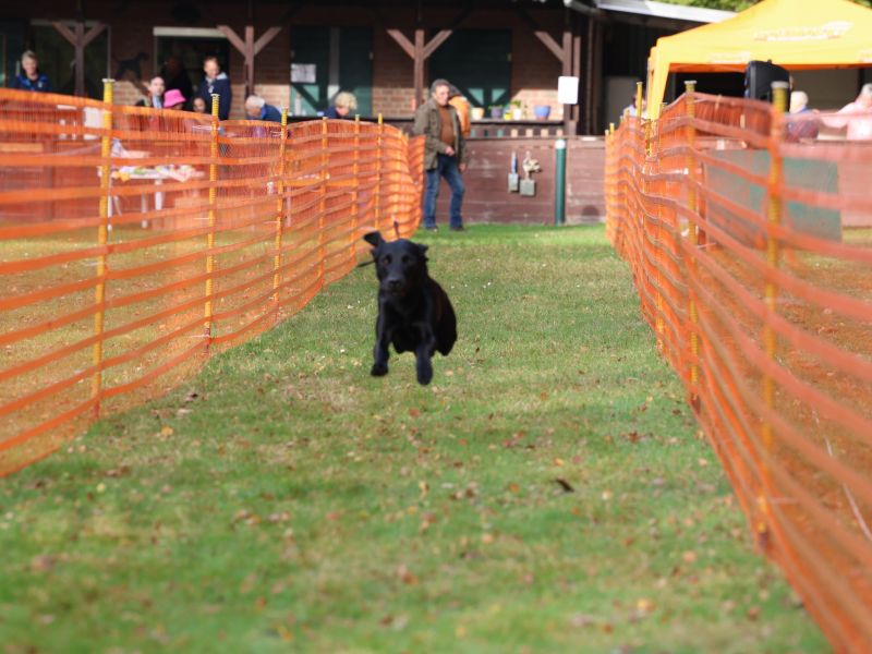 hunderennen 20 10 24
