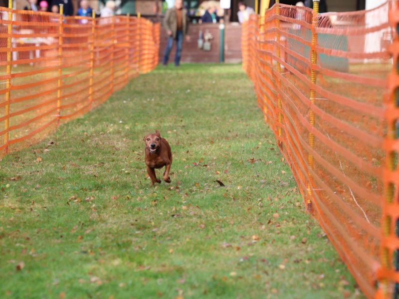 hunderennen 20 10 24