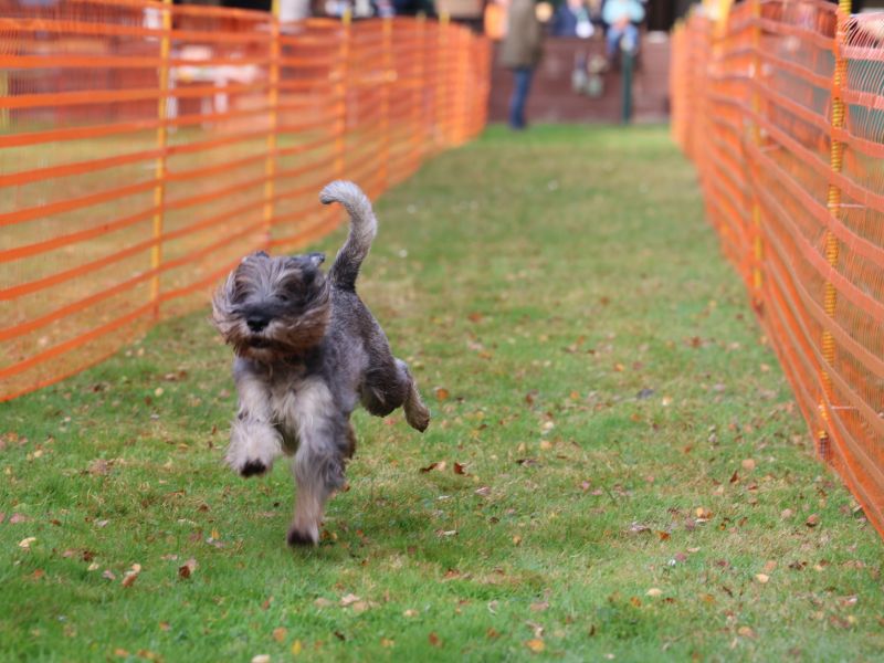 hunderennen 20 10 24