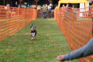 hunderennen 20 10 24