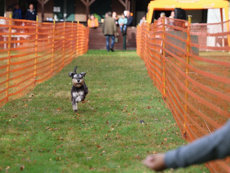 hunderennen 20 10 24