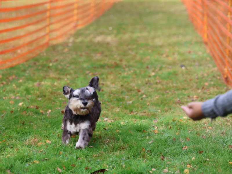 hunderennen 20 10 24