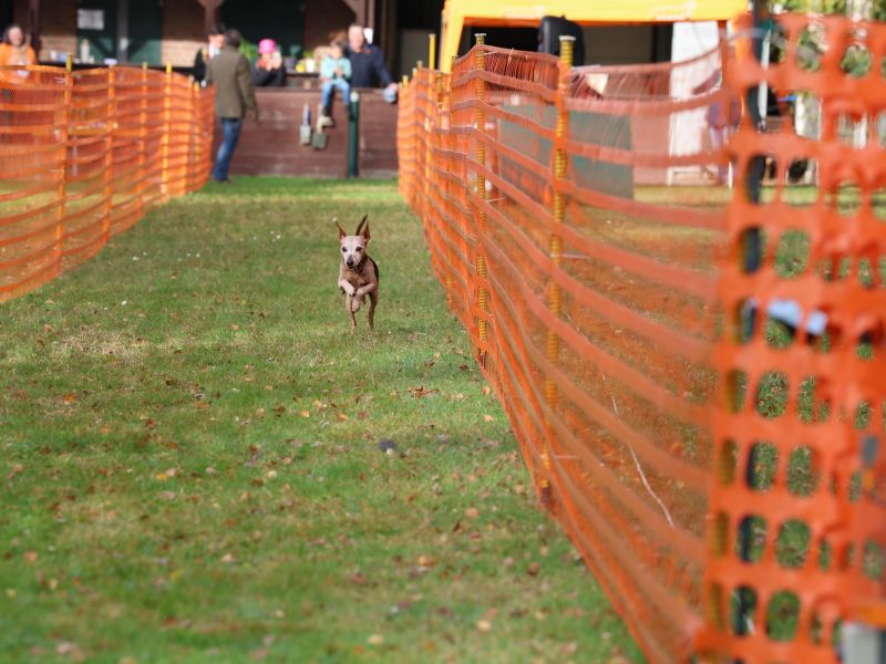 hunderennen 20 10 24