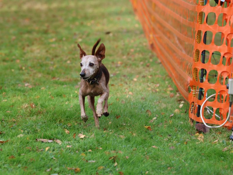 hunderennen 20 10 24