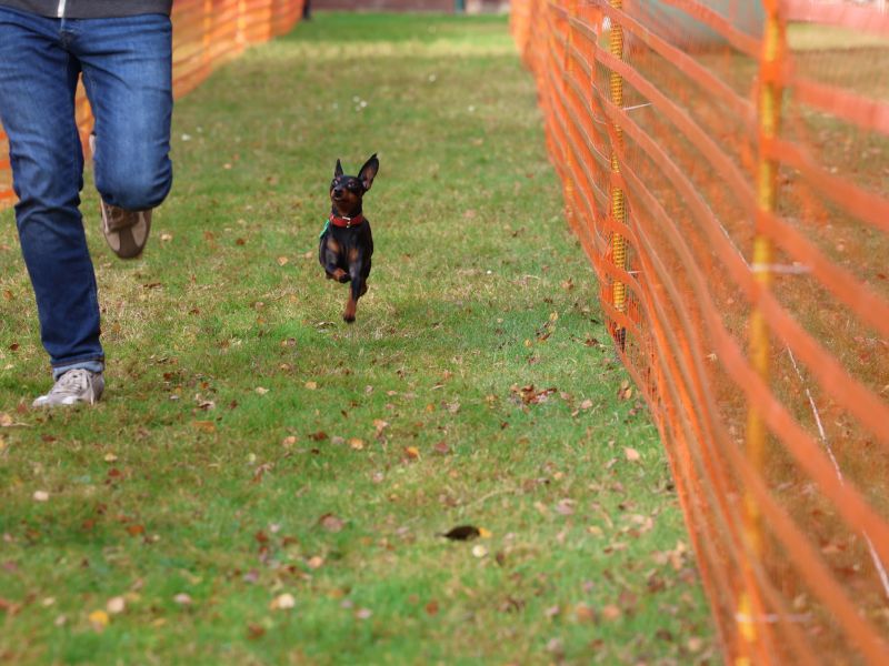 hunderennen 20 10 24