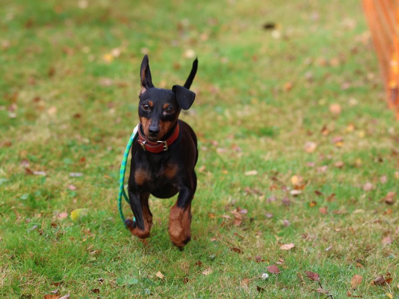hunderennen 20 10 24