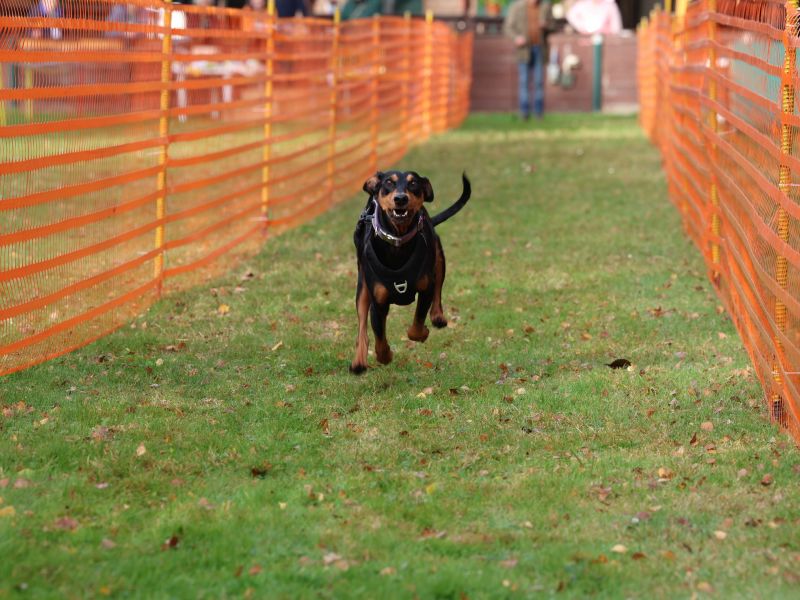hunderennen 20 10 24