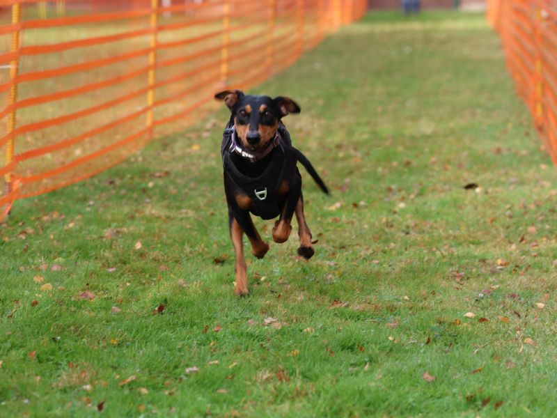 hunderennen 20 10 24