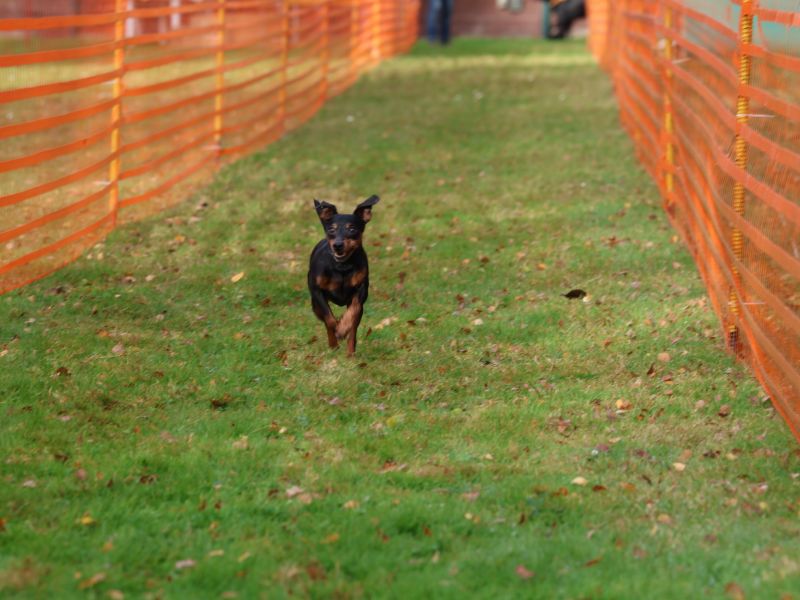 hunderennen 20 10 24