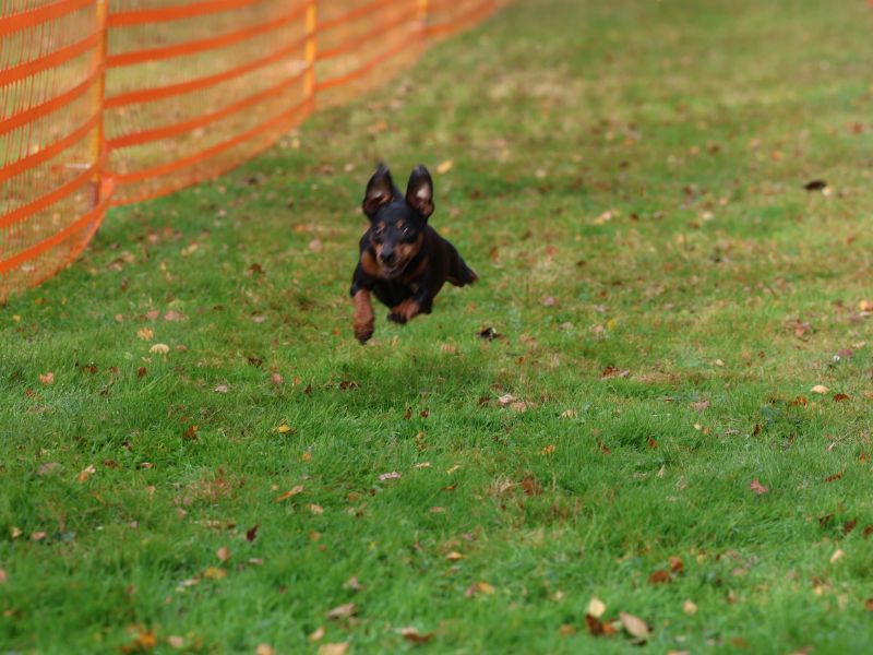 hunderennen 20 10 24
