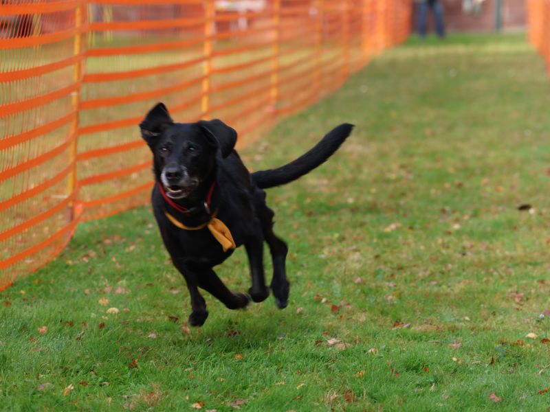 hunderennen 20 10 24