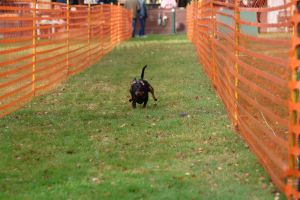 hunderennen 20 10 24