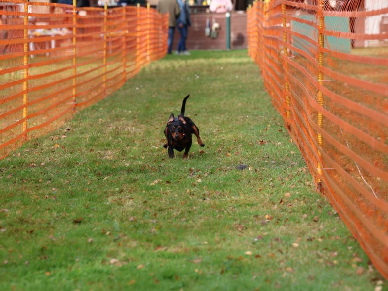 hunderennen 20 10 24