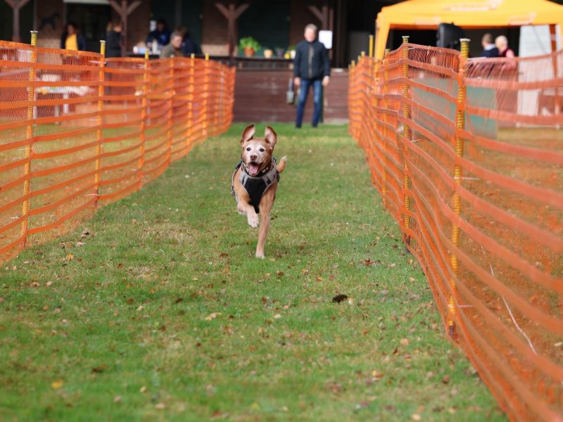 hunderennen 20 10 24