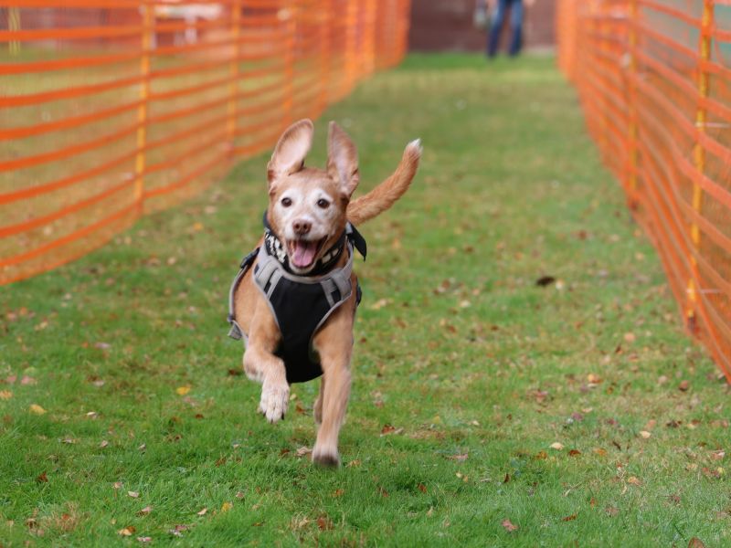 hunderennen 20 10 24