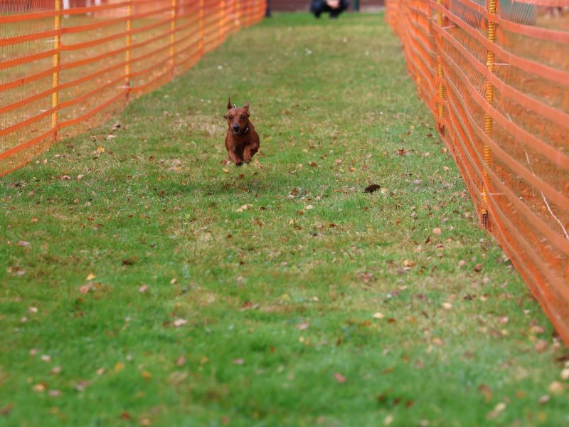 hunderennen 20 10 24