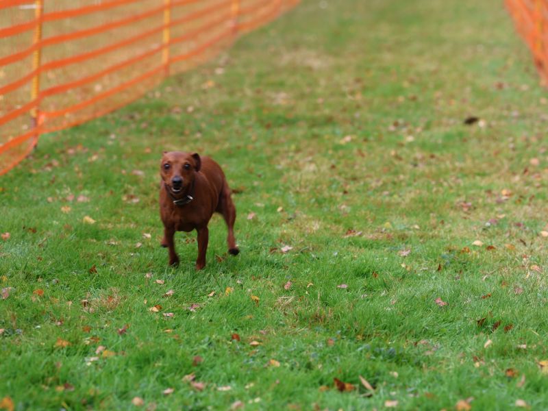 hunderennen 20 10 24