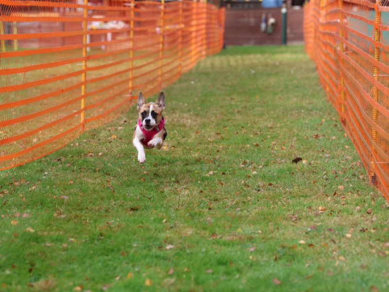 hunderennen 20 10 24