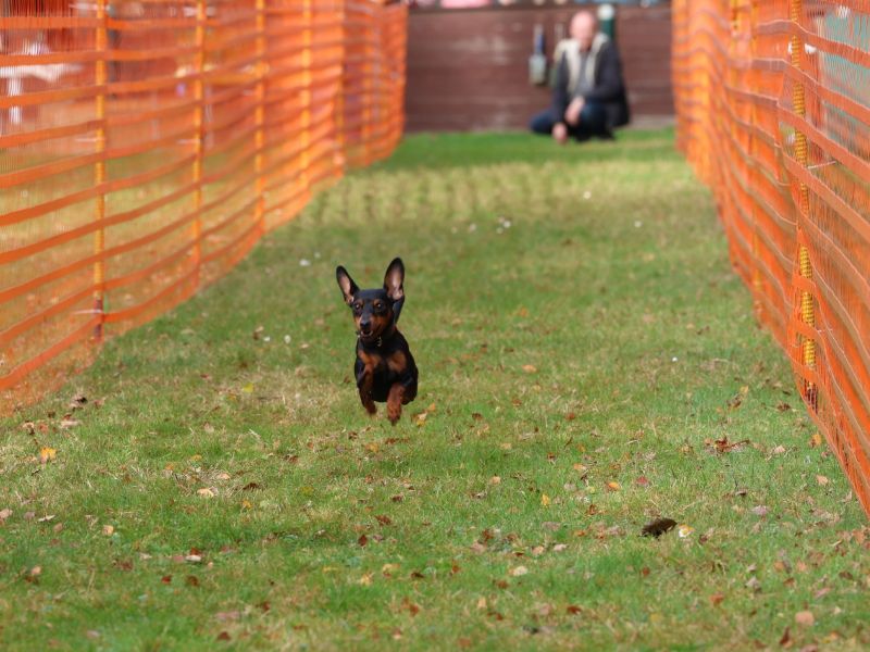 hunderennen 20 10 24x